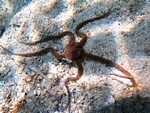 Ophiomyxa pentagona