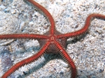 Ophiomyxa pentagona