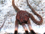 Ophiomyxa pentagona
