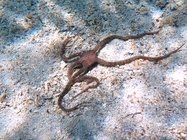 Ophiomyxa pentagona