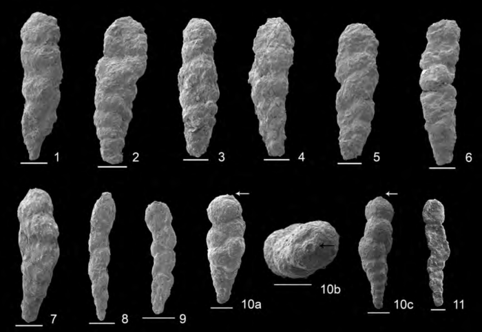 Eobigenerina variabilis (Vašíček, 1947) Eobigenerina variabilis (Vašíček, 1947)