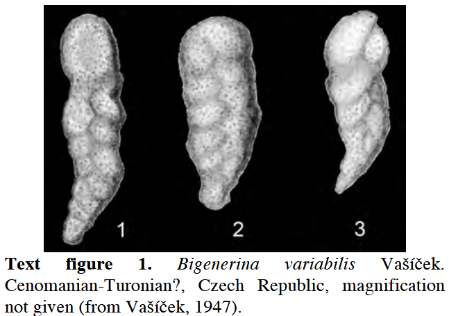 Bigenerina variabilis Vašíček, 1947 Bigenerina variabilis Vašíček, 1947