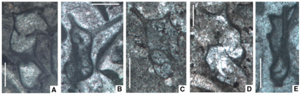 Epimonella salva Vachard in Kolodka et al., 2012
