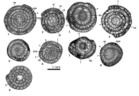 Ercumentina sayqensis Serra-Kiel & Vicedo, 2016