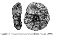 Hinogammina danubiana Neagu, 2000