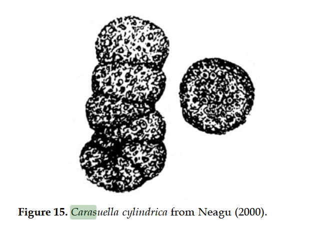 Carasuella cylindrica Neagu, 2000 Carasuella cylindrica Neagu, 2000