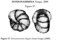 Nonionammina elegans Neagu, 2000