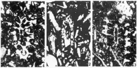 Iberopora bodeuri Granier & Berthou, 2002