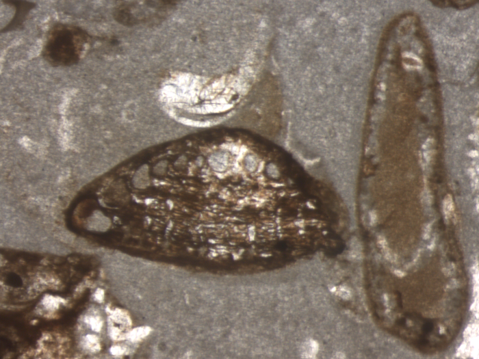 Hensonipapillus altamirensis Schlagintweit, Rigaud &amp; Wilmsen, 2015 holotype