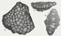 Miogypsina (Miogypsina) primitiva Tan, 1936