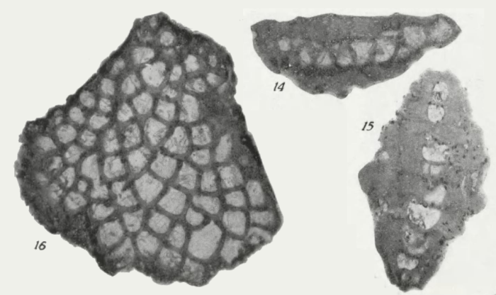 Miogypsina (Miogypsina) primitiva Tan, 1936