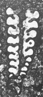 Pachycolumella elongata Septfontaine, Schlagintweit & Rashidi, 2019 holotype