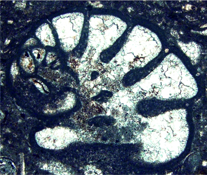 Pseudochablaisia subglobosa Schlagintweit, Septfontaine &amp; Rashidi, 2019 holotype