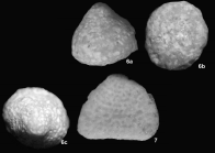 Fallotella cauveryensis Govindan, 2017