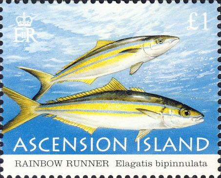 Elagatis bipinnulata Elagatis bipinnulata