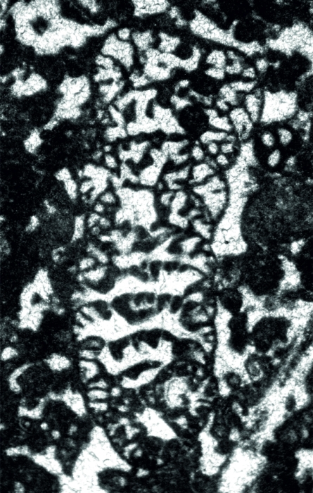 Robustoconus tisljari Schlagintweit, Velić &amp; Sokač, 2013 holotype