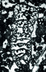 Robustoconus tisljari Schlagintweit, Velić & Sokač, 2013 holotype