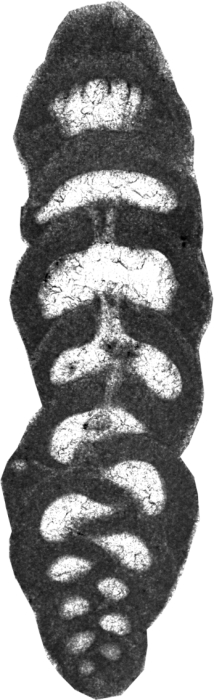 Serrakielina chahtorshiana Schlagintweit &amp; Rashidi, 2019 holotype