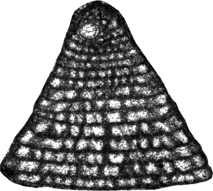 Tarburiconus simplex Schlagintweit, Mousavi, Vaziri-Moghaddam &amp; Nikfard, 2022 holotype