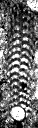 Tarburina zagrosiana Schlagintweit, Rashidi & Barani, 2016 holotype