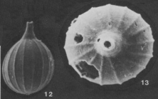 Lagena sulcata (Walker & Jacob, 1798)