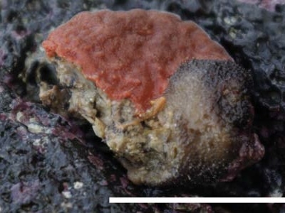 Clathria (Microciona) sinyangensis Kim &amp; Sim, 2009