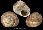 Helix asemnis