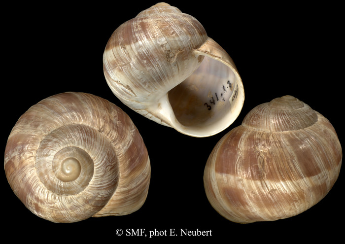 Helix asemnis