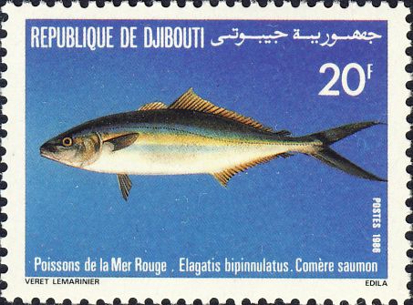 Elagatis bipinnulata Elagatis bipinnulata