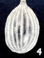 Parafissurina caledoniana McCulloch, 1981