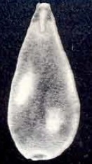 Parafissurina ringens McCulloch, 1981