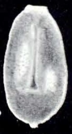 Parafissurina ruda McCulloch, 1981