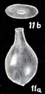 Parafissurina patuliformis McCulloch, 1981