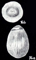 Parafissurina variata McCulloch, 1981