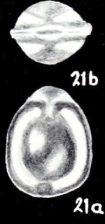 Fissurina tobagoensis McCulloch, 1981