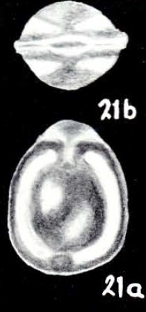 Fissurina tobagoensis McCulloch, 1981