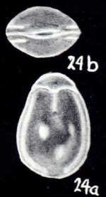 Parafissurina garyi McCulloch, 1981