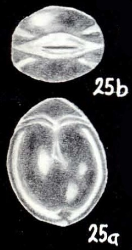 Parafissurina arubaensis McCulloch, 1981