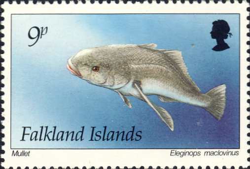 Eleginops maclovinus Eleginops maclovinus