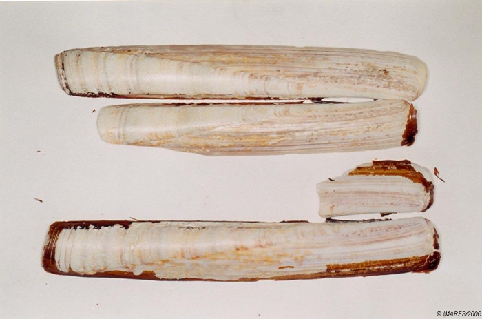 Ensis siliqua (Linnaeus, 1758) Ensis siliqua (Linnaeus, 1758)