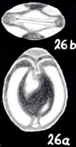 Parafissurina elcockiformis McCulloch, 1981