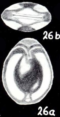 Parafissurina elcockiformis McCulloch, 1981