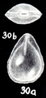 Esosyrinx (?) obturata McCulloch, 1981