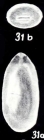 Marginulina augensiformis McCulloch, 1981