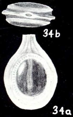 Frankinella longiformis McCulloch, 1981