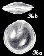 Pseudodimorphina arubaiana McCulloch, 1981