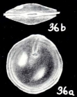 Pseudodimorphina arubaiana McCulloch, 1981
