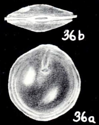 Pseudodimorphina arubaiana McCulloch, 1981