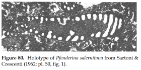 Paleopfenderina salernitana (Sartoni & Crescenti, 1962)