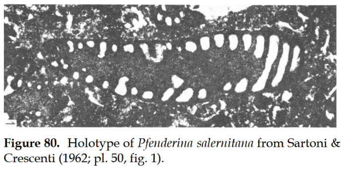 Paleopfenderina salernitana (Sartoni &amp; Crescenti, 1962)